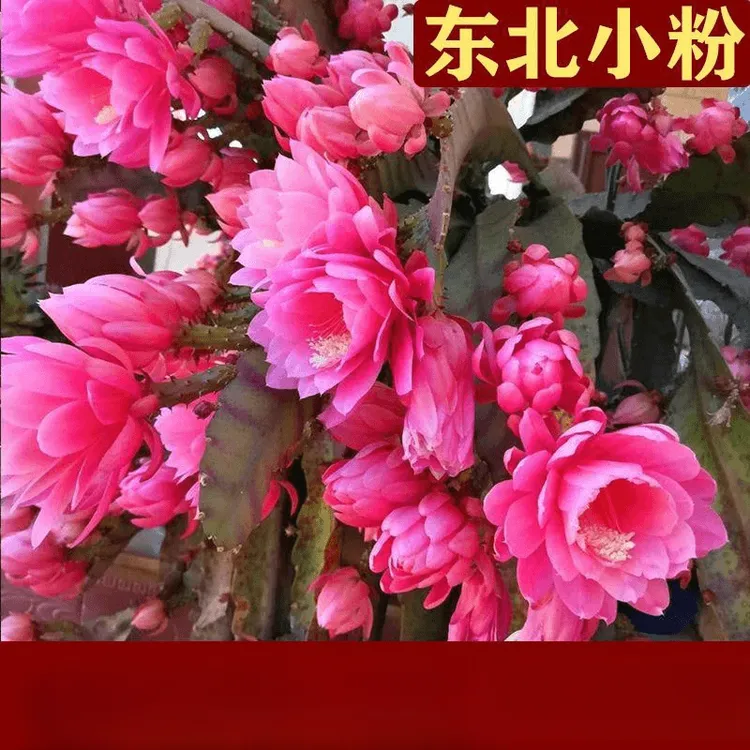 令箭荷花盆栽绿植耐寒耐热重瓣大花多肉植物带根室内阳台室外花卉