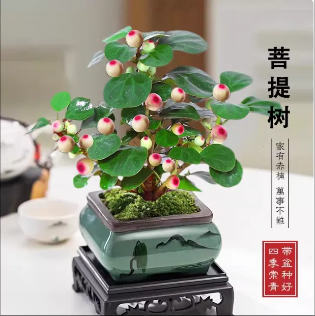 四季带果子小盼菩提树盆景办公室内桌面好养禅意花卉小绿植物盆栽