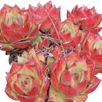 麦比乌斯(多肉植物)满19.9包邮 云南基地源头直发新手好养