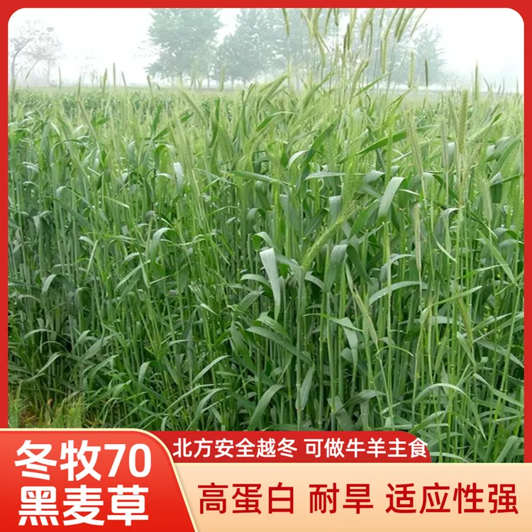 冬牧70黑麦草种籽耐寒牛羊主食牧草种子草籽养殖草种养鱼草籽