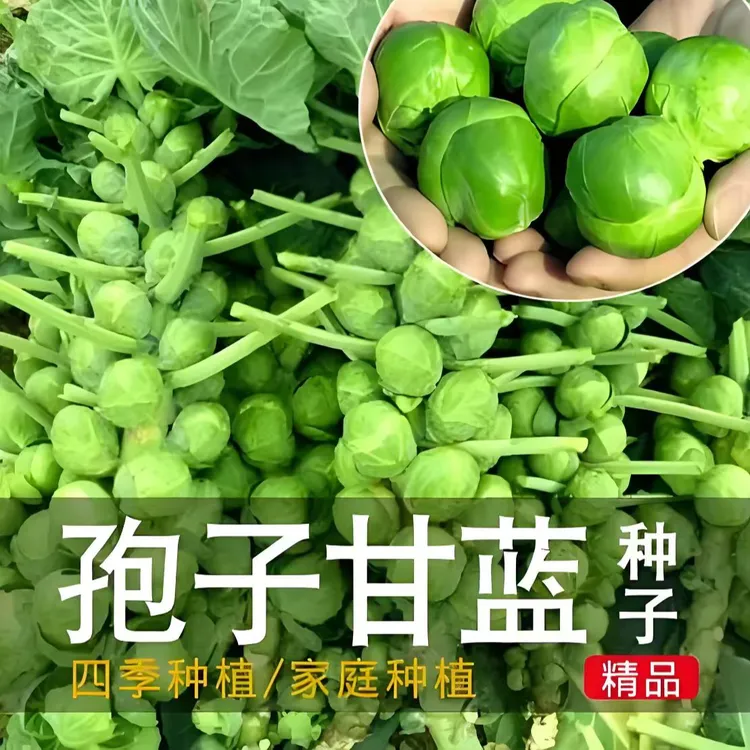 【孢子甘蓝种子】家庭阳台小院四季种植盆栽地栽易种易活