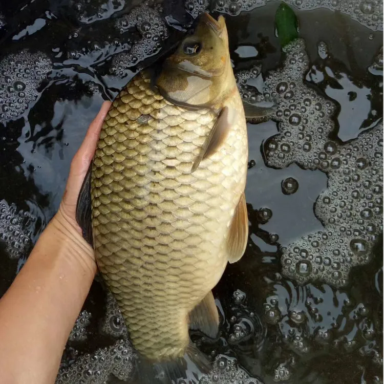 黄金鲫 水族活体鱼