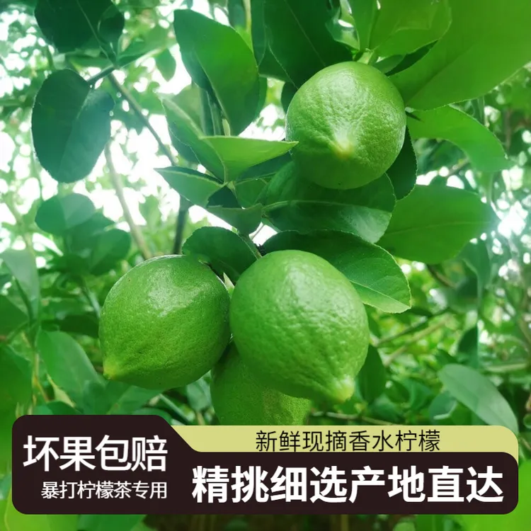 广东一级香水柠檬新鲜现摘批发果园直发香水果无籽奶茶柠檬茶专用