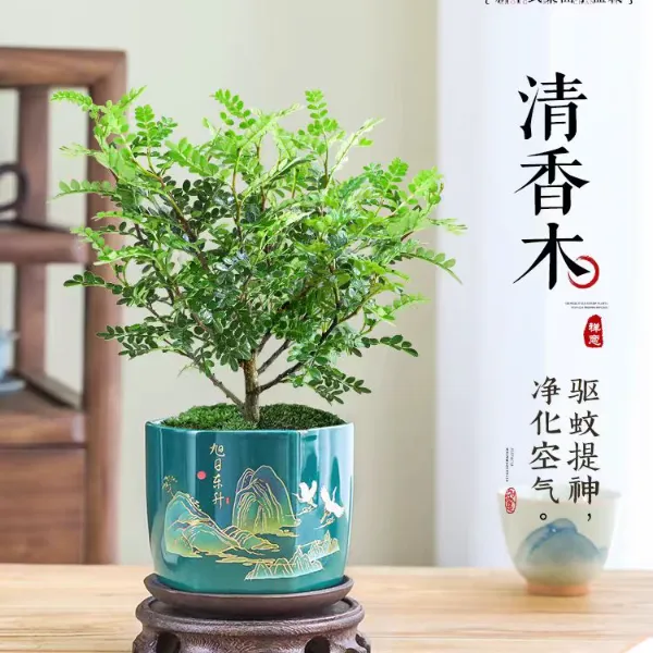 驱蚊草盆栽正宗清香胡椒木植物室内花卉九里香老桩树苗绿植盆景防