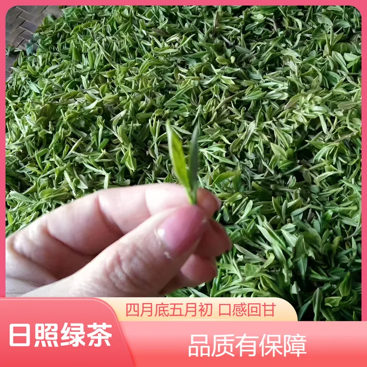 日照绿茶露天春茶滋味更浓回甘好四月底五月初