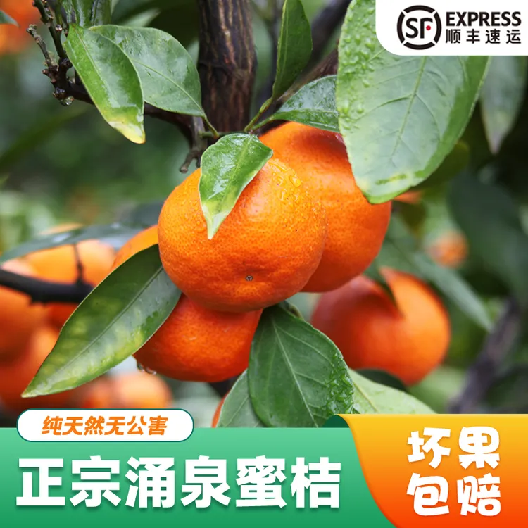 正宗产地新鲜现摘无核薄皮蜜桔当季水果孕妇适用
