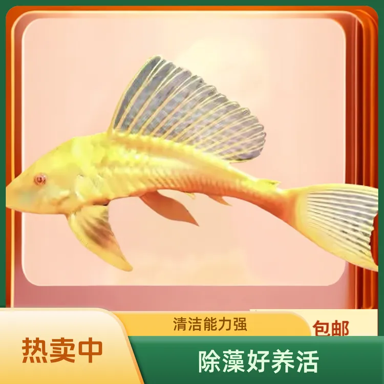 红眼女王大帆鱼缸清洁鱼异形热带观赏鱼黄金清道夫除藻好养活包邮