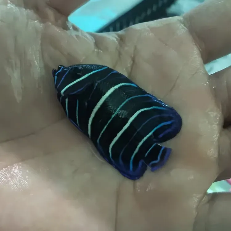 蓝面幼鱼海水观赏鱼已检疫健康活泼默认顺丰不包邮