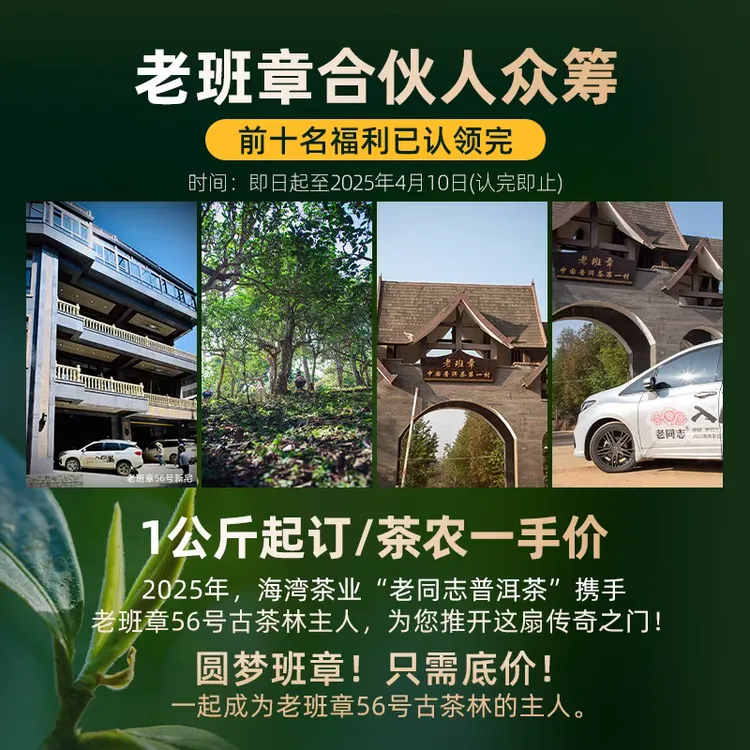 老同志普洱茶优选 2025年56号老班章春茶古树茶1公斤起订