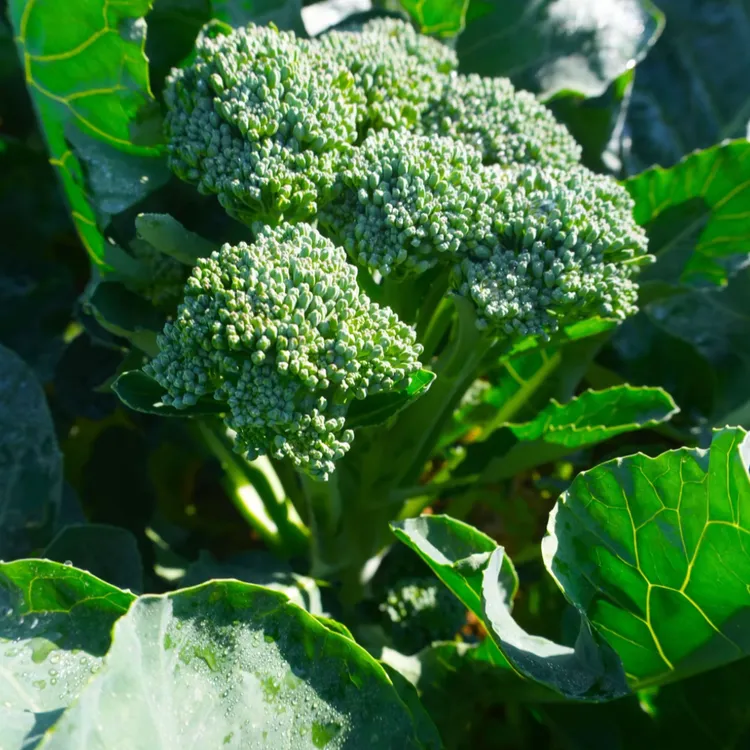 【新人福利】湖北露天种植甜杆西兰苔长杆西兰花鲜嫩清甜应季蔬菜