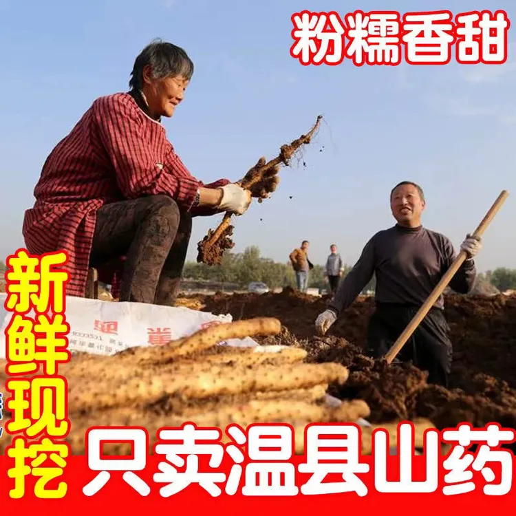 河南焦作温县自家种正宗垆土新鲜铁棍怀山药产地直发营养健康