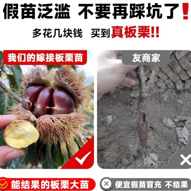 嫁接板栗苗树地栽南方北方种植大红袍特大板栗树果树果苗当年结果