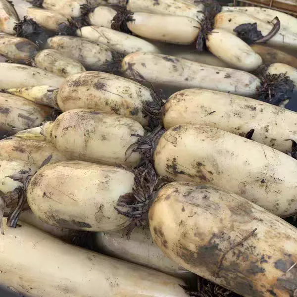 余干现挖现发莲藕顺丰包邮