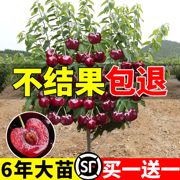 车厘子树苗樱桃树南方北方种植盆栽庭院果树矮化樱桃树大樱桃