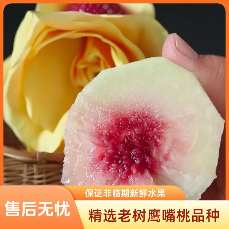 云南红河高原老树鹰嘴桃
