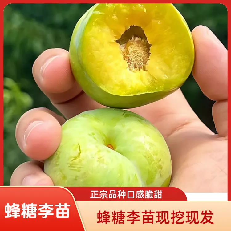 【果树】纯正蜂糖李子树苗正宗嫁接蜂糖李精品果树苗现挖现发地栽种