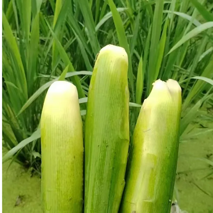 头茬露天练塘茭白