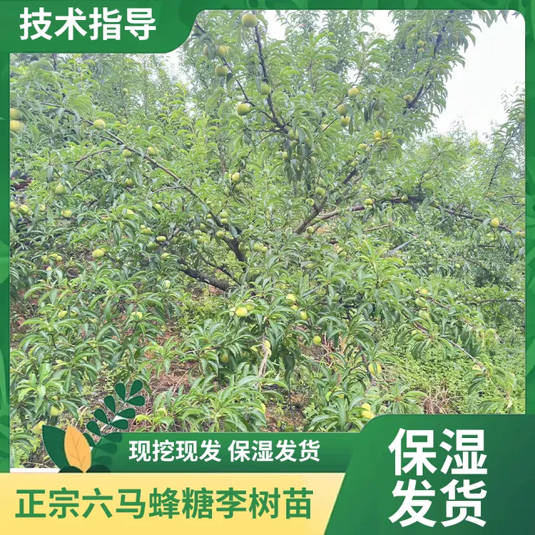 正宗贵州六马蜂糖李子苗 批发 现挖现发 原产地直发 保湿发货