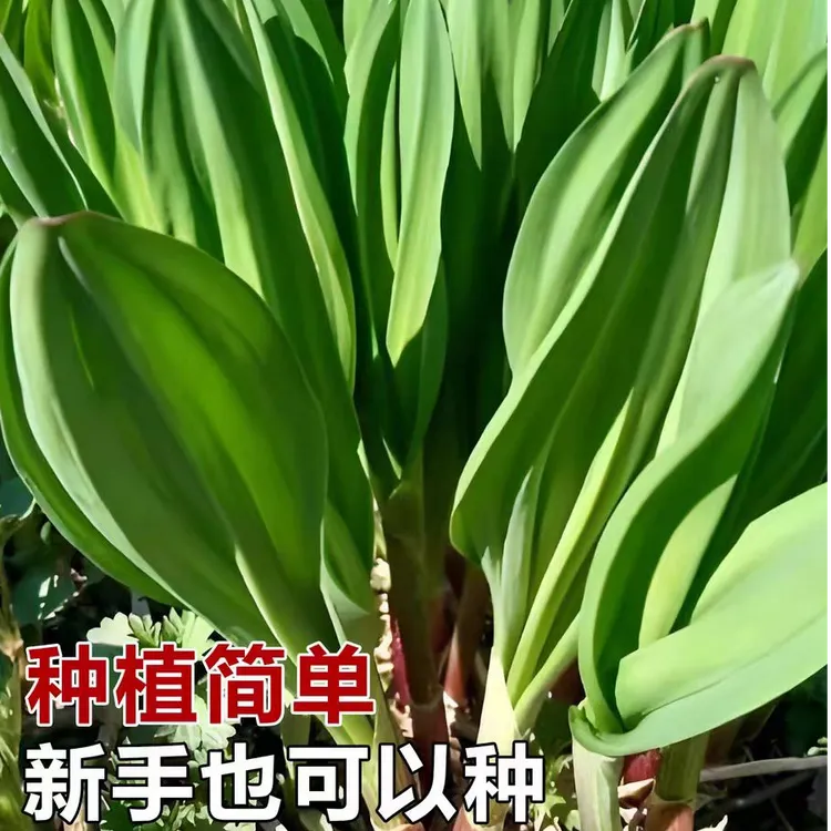 【寒葱种子】山葱寒葱种籽 家庭阳台小院耐热四季种植盆栽地栽易活