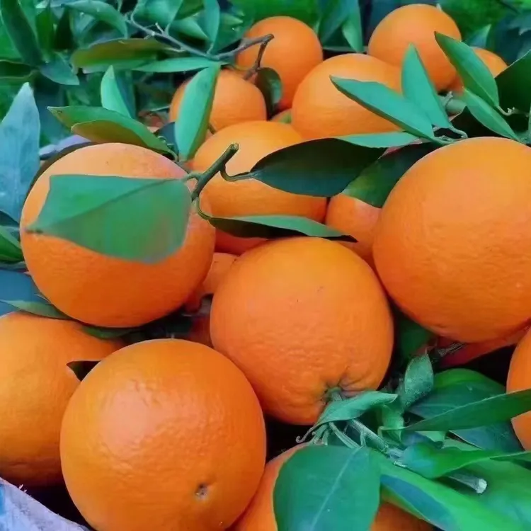 fjqch/奉节脐橙正宗奉节脐橙新鲜现摘肉厚多汁香甜果园直发