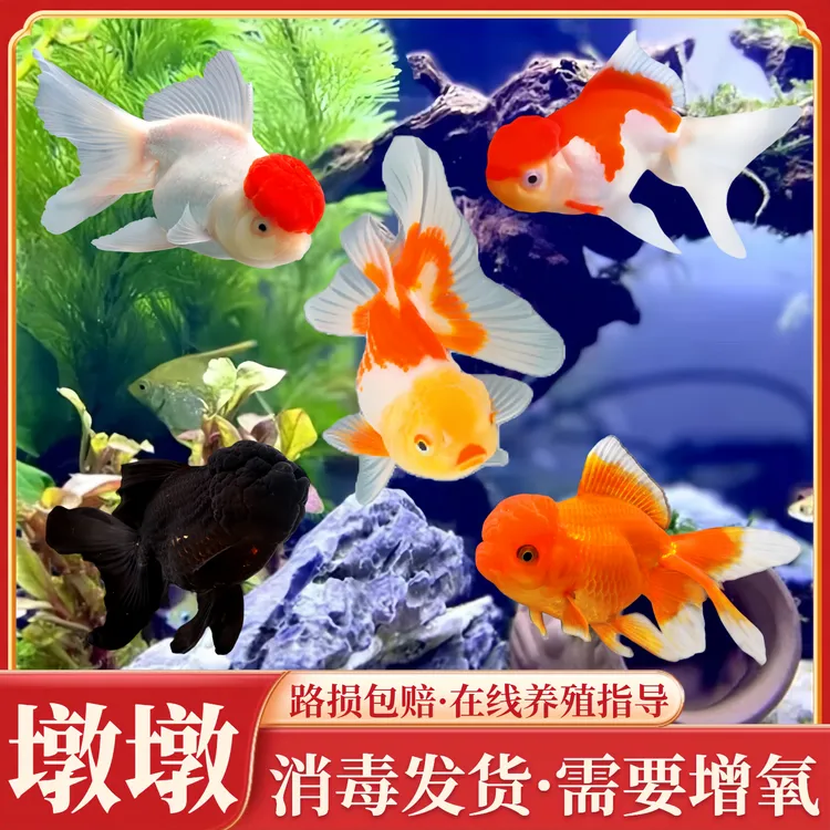 冷水小金鱼鹤顶红招财淡水鱼狮子头鸿运当头观赏鱼好养耐活小型鱼