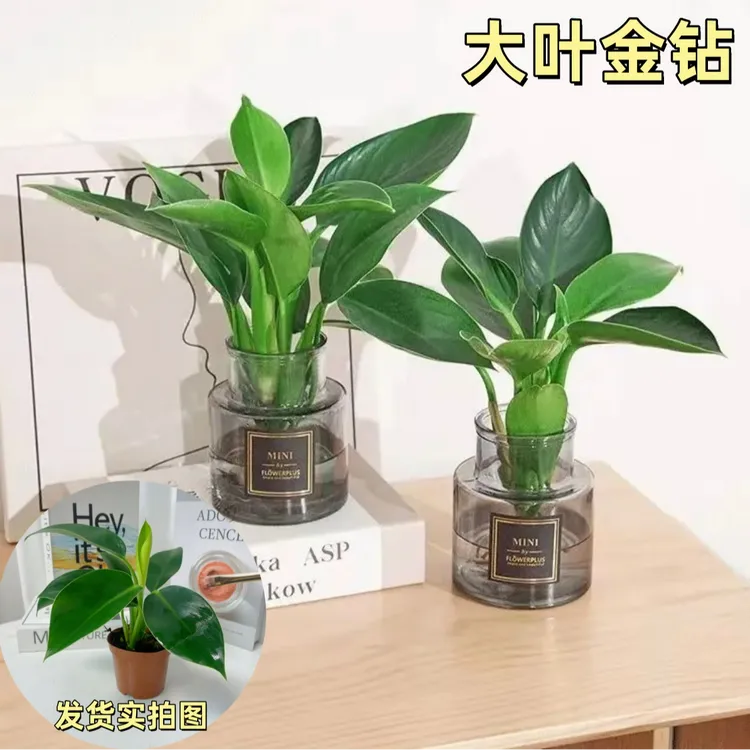 大叶金钻绿公主四季常青吸甲醛室内绿植可水培净化空气易活好养