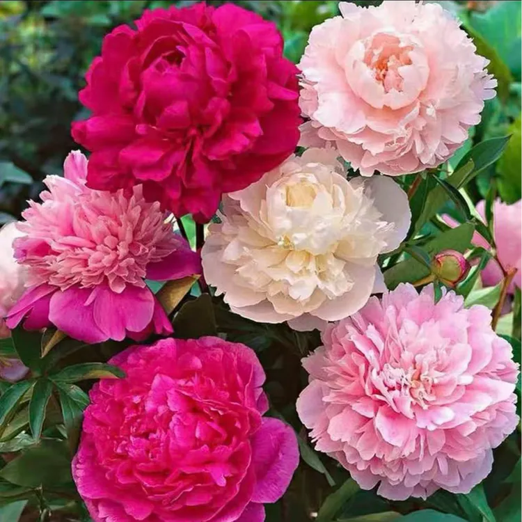 【混色芍药花种子】家庭阳台小院四季种植盆栽地栽易种易活