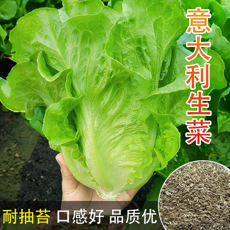 意大利耐抽苔生菜种子耐热耐寒全年种春季夏秋季四季阳台蔬菜种籽