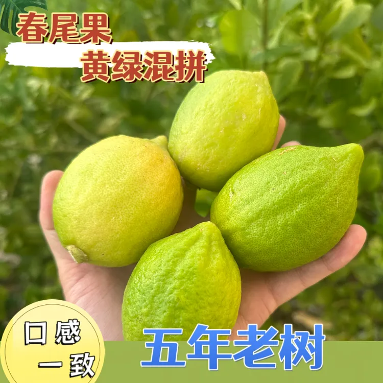 【广东香水柠檬二级精选】新鲜无籽酸爽多汁果香浓郁个大饱满