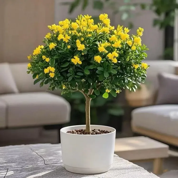 【特价】九里香绿植盆栽带叶多色独杆老桩浓香型花卉耐寒热好养