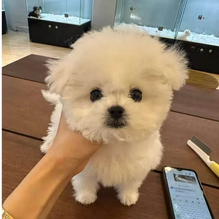 京禧比熊犬小狗精品狗狗专用指定活体