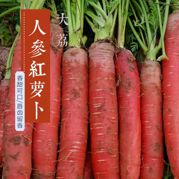 （25年新果）正宗陕西沙地脆嫩甜水果萝卜新鲜现挖非胡萝卜2-9斤