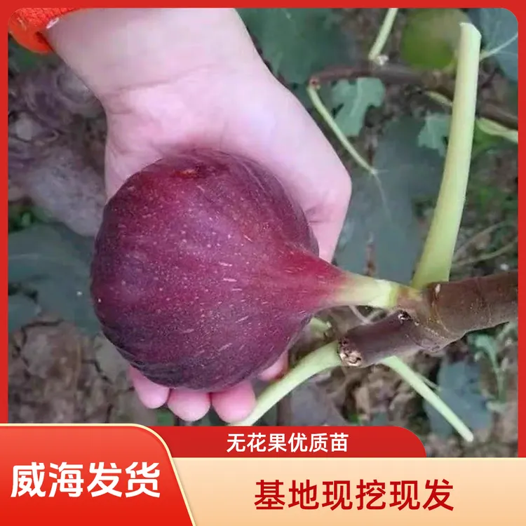 青皮波姬红芭劳奈无花果树果苗盆栽地栽阳台庭院耐寒四季种植商品图