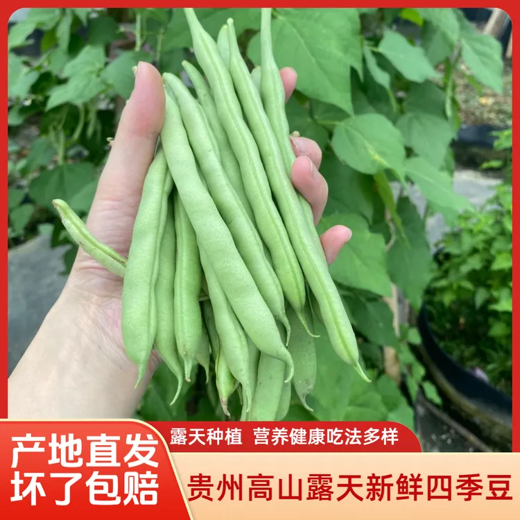 【顺丰包邮】贵州特产新鲜四季豆扁豆青豆无筋豆棒豆农家瓜豆组合