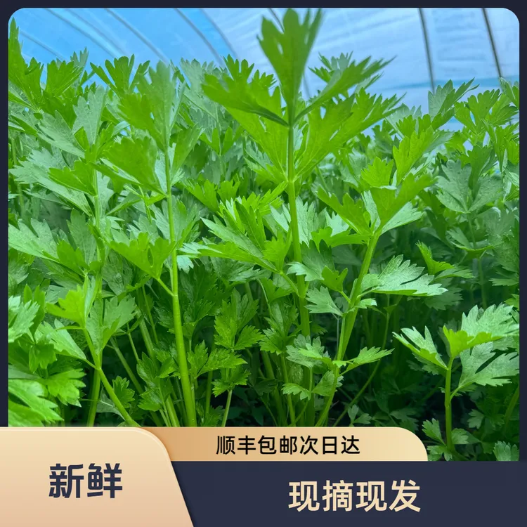 顺丰包邮  小药芹 芹菜  香芹时令蔬菜现摘现发