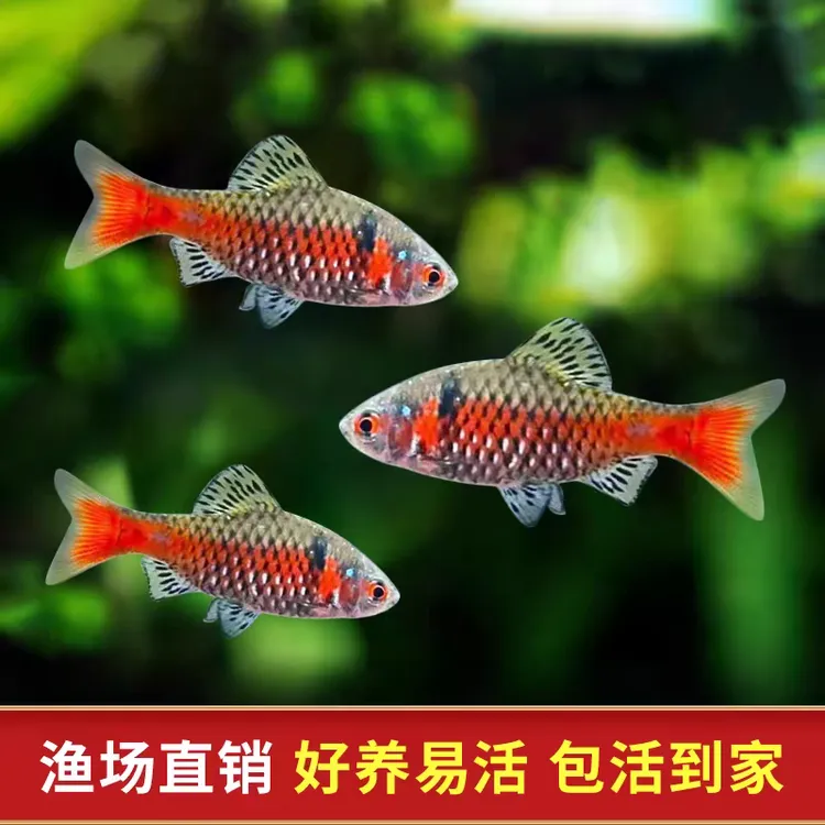 钻石彩虹鲫广温鱼冷水鱼新手好养小型溪流原生淡水鱼群游观赏鱼