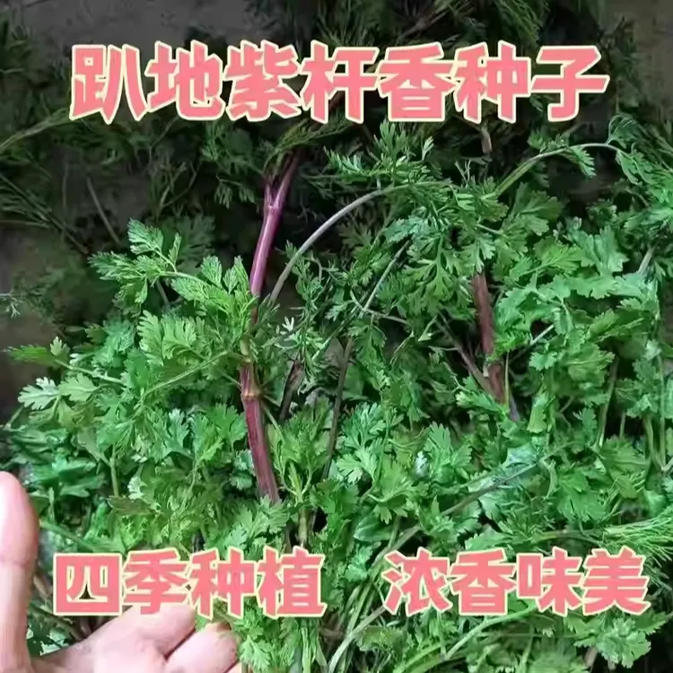 【到手三包】老品种紫根香菜种子矮杆趴地香菜种子小叶浓香型芫荽种
