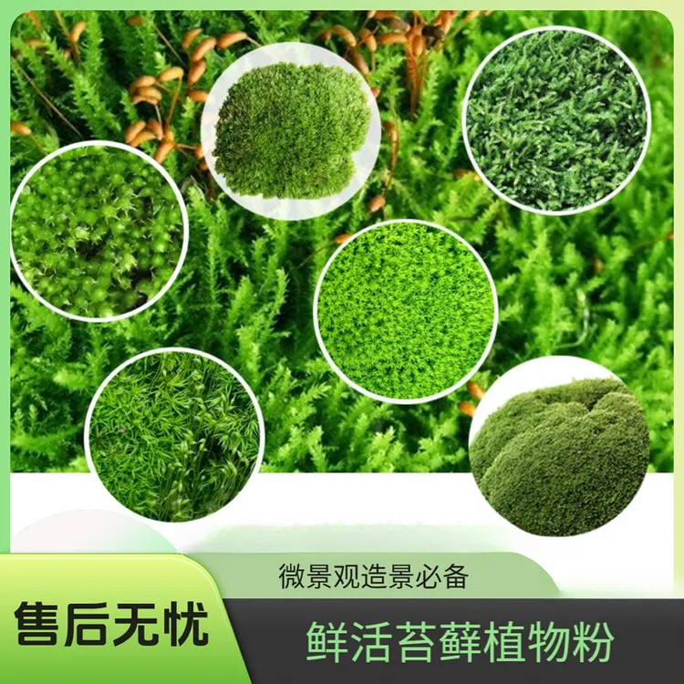 苔藓粉苔藓孢子粉盆景苔藓种子假山青苔粉苔藓植物铺面苔藓微景观