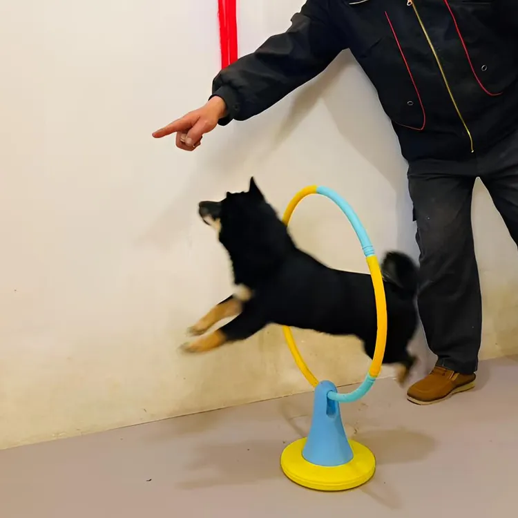 D17豆柴宠物狗小豆芽儿子