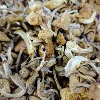 滑子菇菌菇干货农家新鲜滑子菇干货煲汤炖汤精选干货