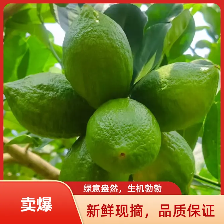 现摘新鲜无籽广东香水青柠檬产地直发高品质水果