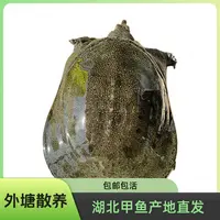 【宰杀甲鱼 默认切块】外塘甲鱼   湖北甲鱼产地直发 包邮包活   