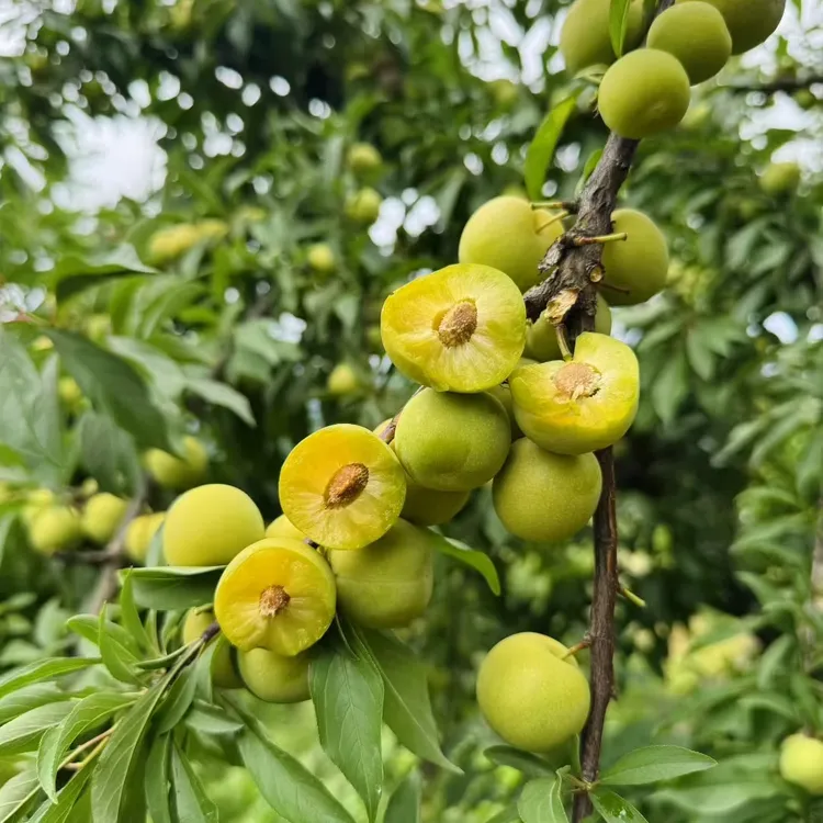 {助农专属}乡村农家自种青脆李
