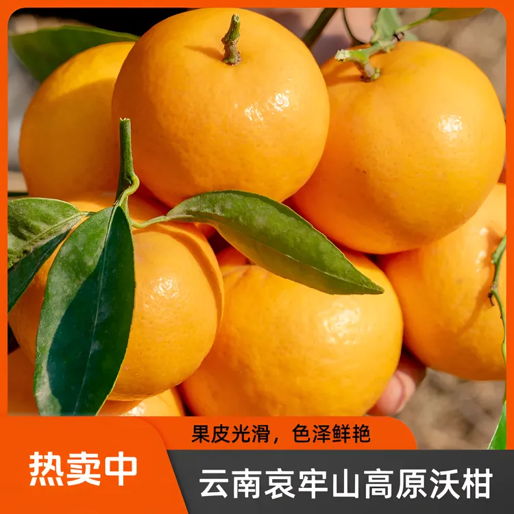 云南哀牢山高山品质沃柑整箱10斤新鲜当季柑橘桔子橘子包邮非武鸣