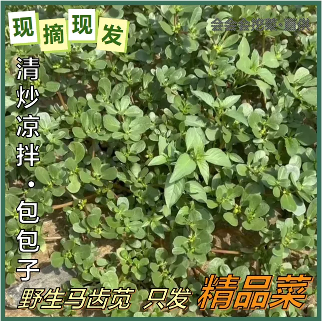 【野生马齿苋】现挖/晒干马齿苋长寿菜长命菜蚂蚁菜五行草整颗包邮