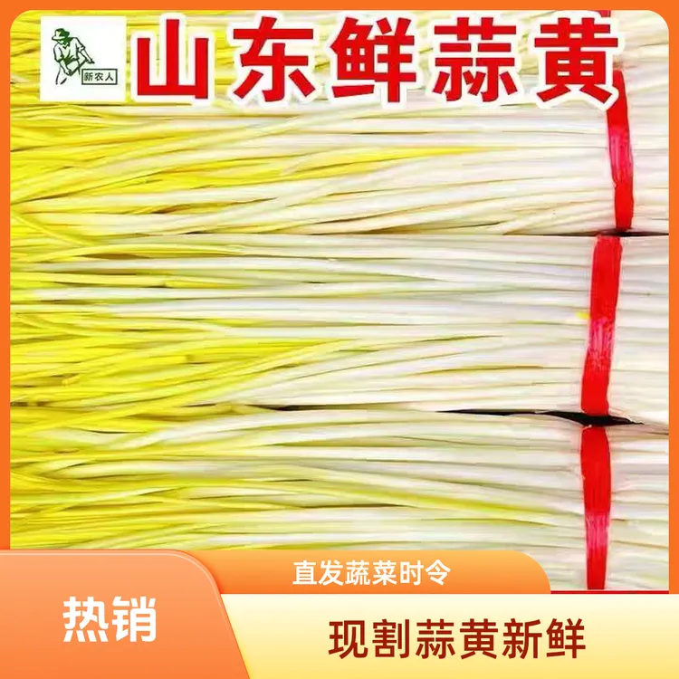 2025现割现发农家当季新鲜蒜黄大蒜幼苗时令蔬菜产地直发