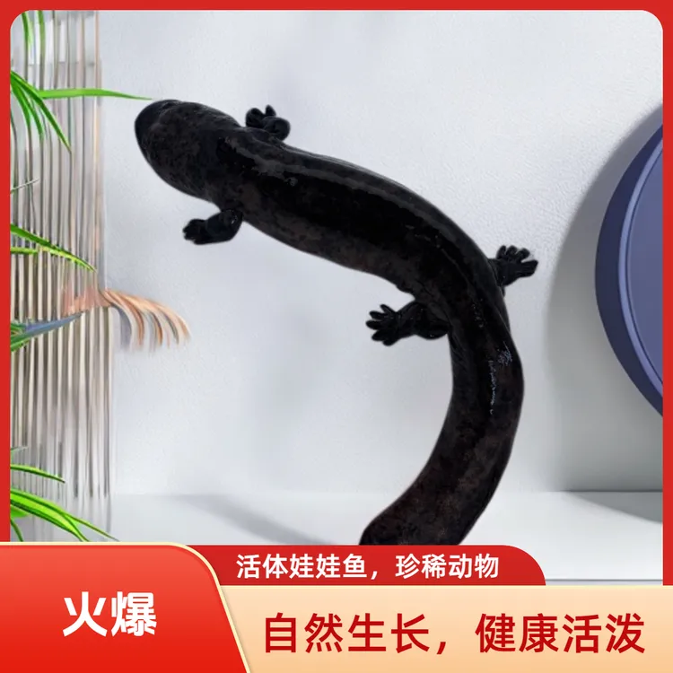 人工养殖娃娃鱼鲜活大鲵 小娃娃鱼