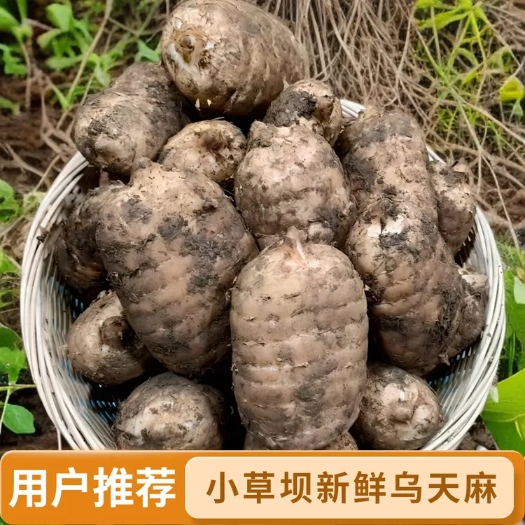 新鲜湿乌天麻云南昭通彝良小草坝生活天麻煲汤泡酒炖肉0.5斤至5斤