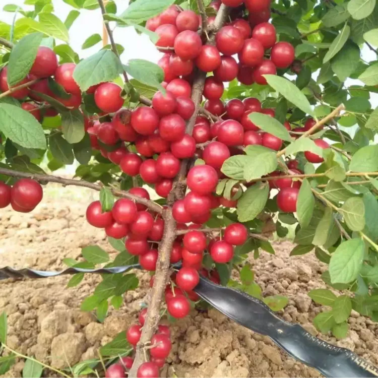 【钙果种子】当季新品耐寒结果多香甜钙果种子南北方四季种植