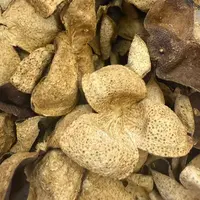 正宗原枝金丝狗楠皮陈皮